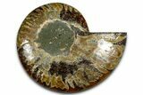 Cut & Polished Ammonite Fossil (Half) - Madagascar #364891-1